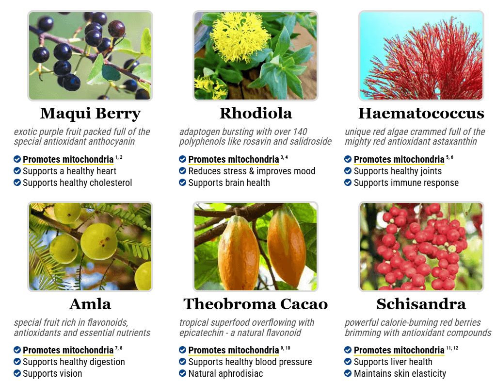 Mitolyn Ingredients